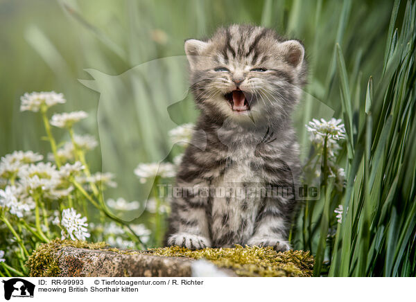 maunzendes Britisch Kurzhaar Ktzchen / meowing British Shorthair kitten / RR-99993