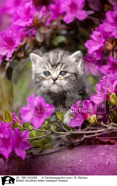British shorthair kitten between flowers / RR-100268