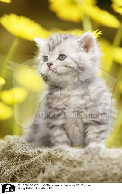 sitting British Shorthair Kitten / RR-100327