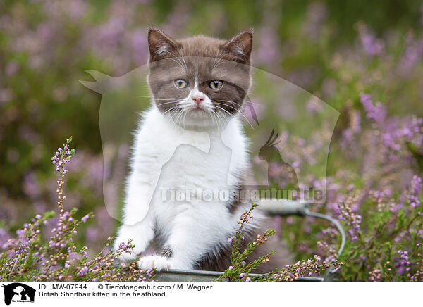 Britisch Kurzhaar Ktzchen in der Heide / British Shorthair kitten in the heathland / MW-07944