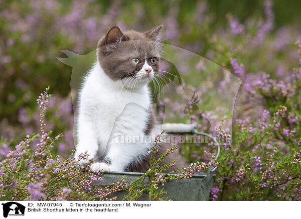 Britisch Kurzhaar Ktzchen in der Heide / British Shorthair kitten in the heathland / MW-07945