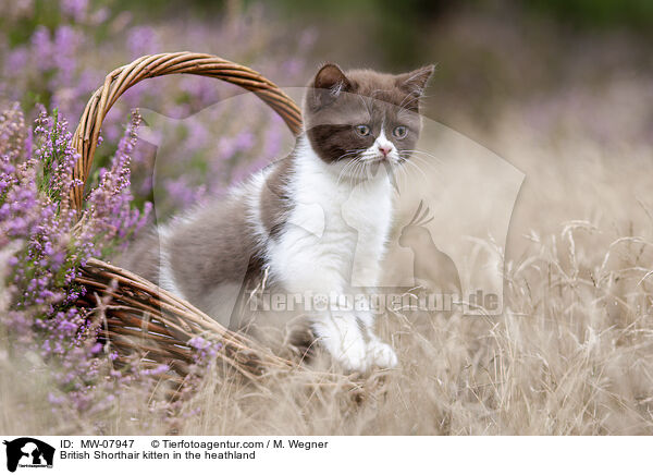 Britisch Kurzhaar Ktzchen in der Heide / British Shorthair kitten in the heathland / MW-07947
