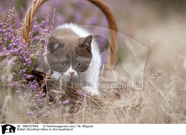 Britisch Kurzhaar Ktzchen in der Heide / British Shorthair kitten in the heathland / MW-07948