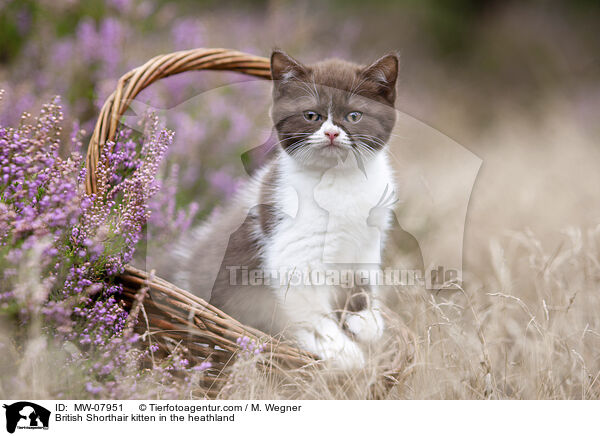 Britisch Kurzhaar Ktzchen in der Heide / British Shorthair kitten in the heathland / MW-07951
