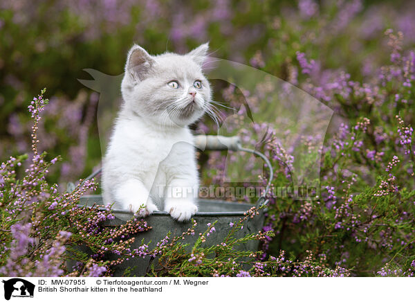 Britisch Kurzhaar Ktzchen in der Heide / British Shorthair kitten in the heathland / MW-07955