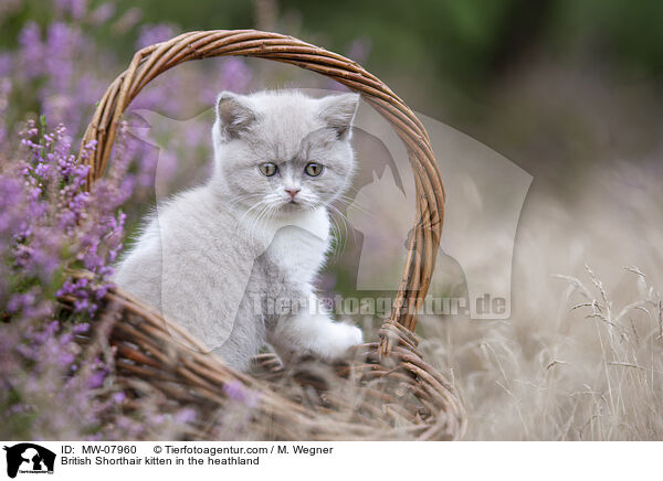Britisch Kurzhaar Ktzchen in der Heide / British Shorthair kitten in the heathland / MW-07960