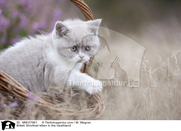 Britisch Kurzhaar Ktzchen in der Heide / British Shorthair kitten in the heathland / MW-07961
