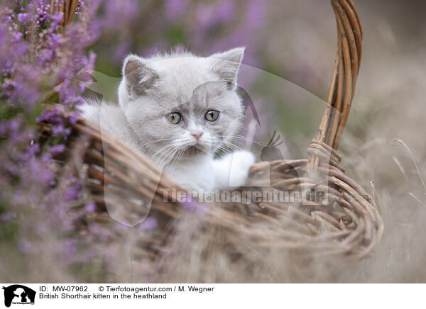 Britisch Kurzhaar Ktzchen in der Heide / British Shorthair kitten in the heathland / MW-07962