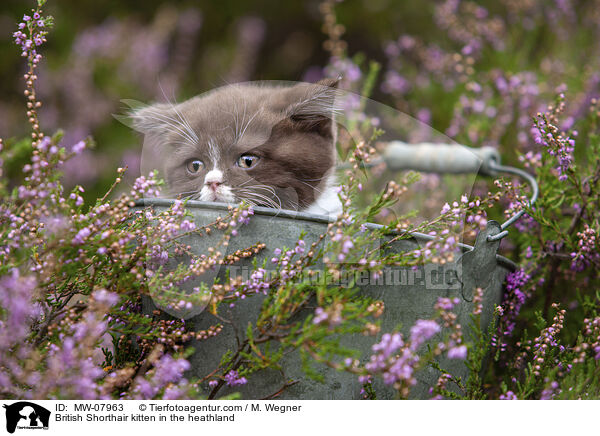 Britisch Kurzhaar Ktzchen in der Heide / British Shorthair kitten in the heathland / MW-07963