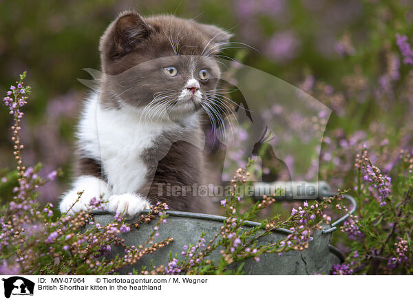 Britisch Kurzhaar Ktzchen in der Heide / British Shorthair kitten in the heathland / MW-07964
