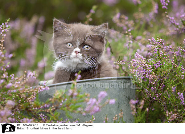 Britisch Kurzhaar Ktzchen in der Heide / British Shorthair kitten in the heathland / MW-07965