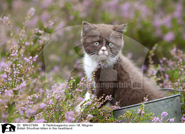 Britisch Kurzhaar Ktzchen in der Heide / British Shorthair kitten in the heathland / MW-07966