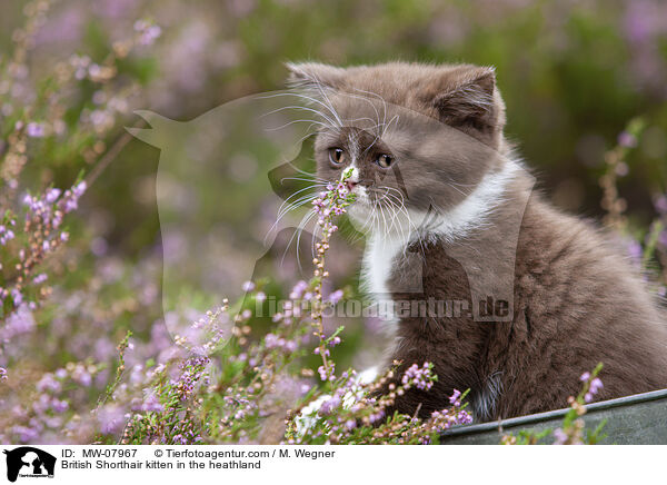Britisch Kurzhaar Ktzchen in der Heide / British Shorthair kitten in the heathland / MW-07967
