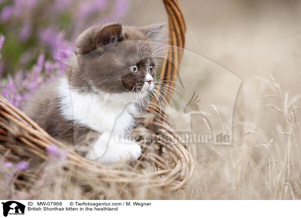Britisch Kurzhaar Ktzchen in der Heide / British Shorthair kitten in the heathland / MW-07968