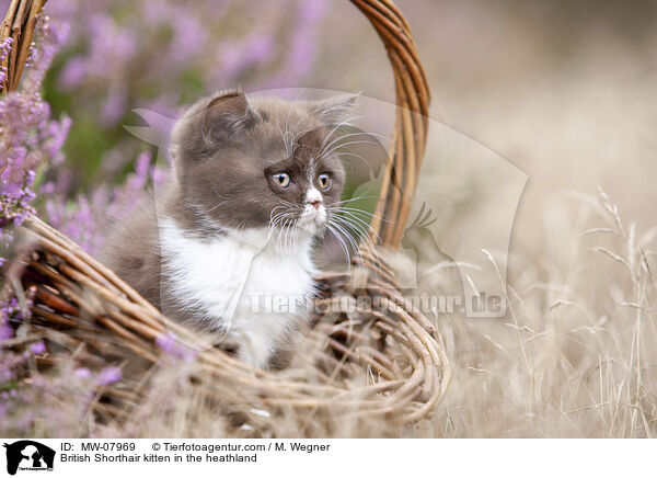 Britisch Kurzhaar Ktzchen in der Heide / British Shorthair kitten in the heathland / MW-07969