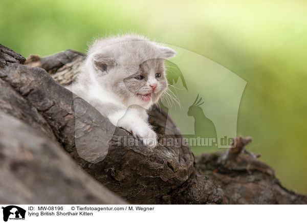 liegendes Britisch Kurzhaar Ktzchen / lying British Shorthair Kitten / MW-08196