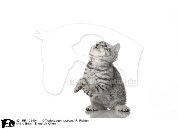sitzendes Britisch Kurzhaar Ktzchen / sitting British Shorthair Kitten / RR-101404
