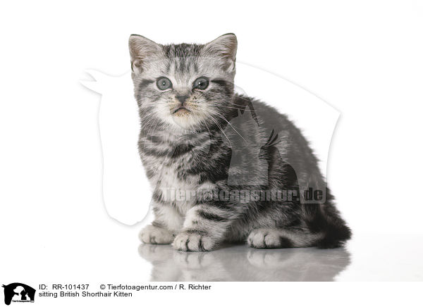 sitting British Shorthair Kitten / RR-101437