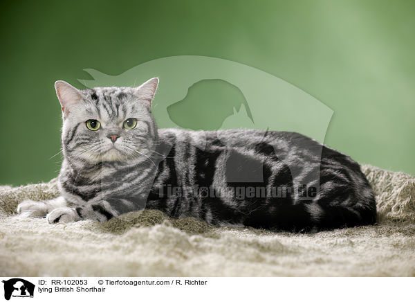 liegender Britisch Kurzhaar / lying British Shorthair / RR-102053