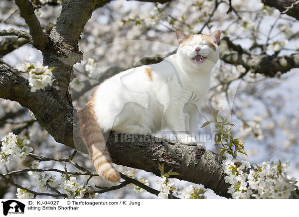 sitzende Britisch Kurzhaar / sitting British Shorthair / KJ-04027