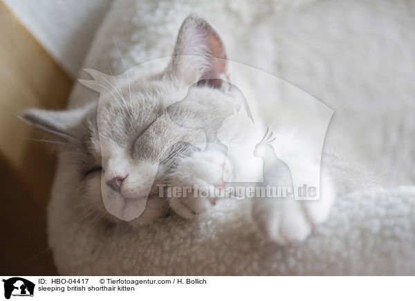 schlafendes Britisch Kurzhaar Ktzchen / sleeping british shorthair kitten / HBO-04417