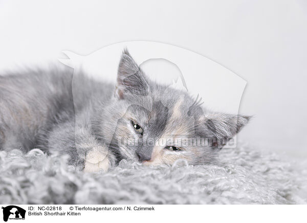 Britisch Kurzhaar Ktzchen / British Shorthair Kitten / NC-02818