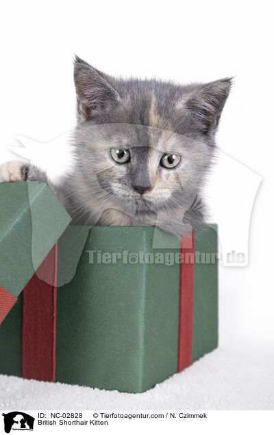 Britisch Kurzhaar Ktzchen / British Shorthair Kitten / NC-02828