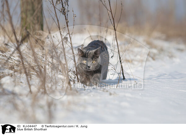 blaue Britisch Kurzhaar / blue British Shorthair / KJ-04447