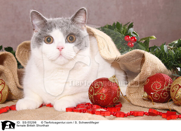 Britisch Kurzhaar Ktzin / female British Shorthair / SS-55298