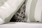 British Shorthair Kitten