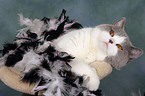 British Shorthair with feather boa