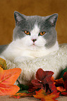 British Shorthair in catbed