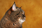 British Shorthair Portrait