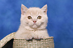 British Shorthair Kitten