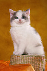 British Shorthair Kitten