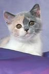 British Shorthair Kitten