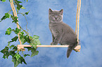 British Shorthair kitten on swing