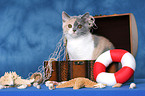 Kitten in treasure chest