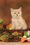 British Shorthair kitten in basket