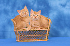 2 sitting British Shorthair kitten