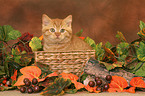 British Shorthair kitten in basket