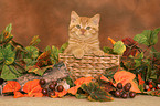 British Shorthair kitten in basket