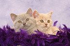 2 lying British Shorthair kitten