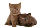 British Shorthair Kitten