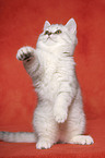 begging british shorthair kitten