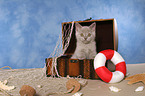 British Shorthair Kitten in chest