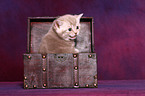 British Shorthair Kitten