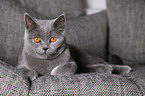 lying British Shorthair