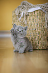 British Shorthair Kitten