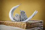 2 British Shorthair Kitten